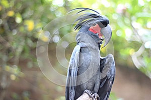 The king cockatoo or Probosciger aterrimus is a large black cockatoo, has red cheek skin and a large black beak.