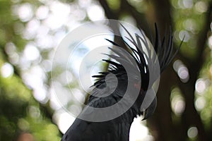 The king cockatoo or Probosciger aterrimus is a large black cockatoo, has red cheek skin and a large black beak.