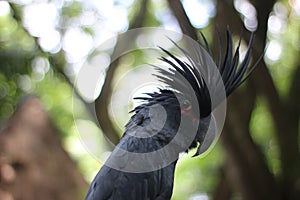 The king cockatoo or Probosciger aterrimus is a large black cockatoo, has red cheek skin and a large black beak.