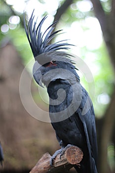 The king cockatoo or Probosciger aterrimus is a large black cockatoo, has red cheek skin and a large black beak.