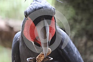 The king cockatoo or scientific name Probosciger aterrimus is a type of large black parrot