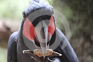 The king cockatoo or scientific name Probosciger aterrimus is a type of large black parrot