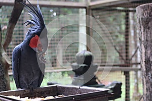 The king cockatoo or scientific name Probosciger aterrimus is a type of large black parrot