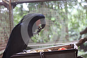 The king cockatoo or scientific name Probosciger aterrimus is a type of large black parrot