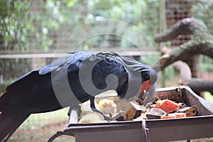 The king cockatoo or scientific name Probosciger aterrimus is a type of large black parrot