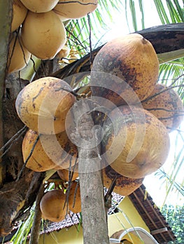 King coconut fruit orange brown color hanging on the tree