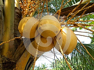 King coconut fruit orange brown color on the tree