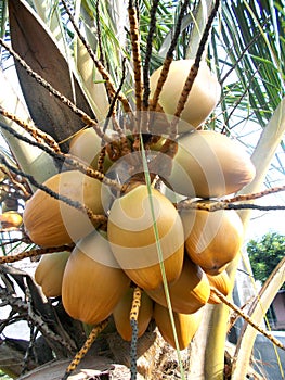 King coconut fruit orange brown color on the tree