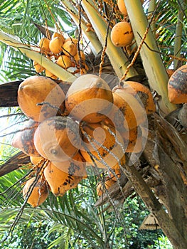 King coconut fruit orange brown red color on the tree