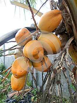 King coconut fruits orange brown