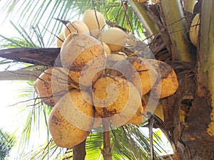 King coconut fruits orange brown