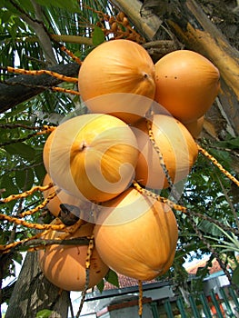 King coconut fruits on the tree, golden