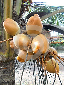 King coconut fruits yellow