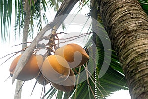 King Coconut palm with fruits