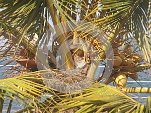 King coconut tree and the craw nest