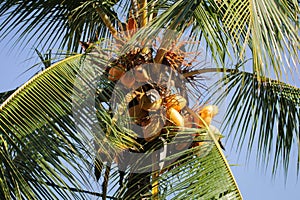 King coconut tree filled with coconuts