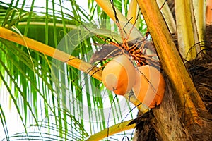 king coconut tree top with coconuts and branches