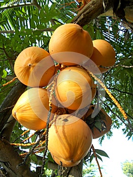 King coconut yellow