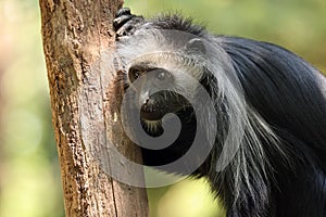 The king colobus (Colobus polykomos)