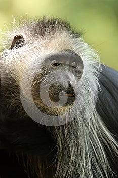 The king colobus (Colobus polykomos)