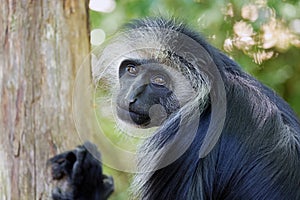 The king colobus (Colobus polykomos)