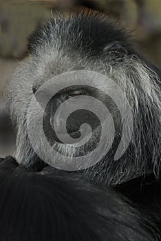 King Colobus Monkey photo