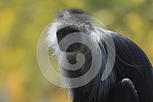 King colobus monkey photo