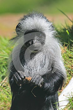 King colobus monkey photo