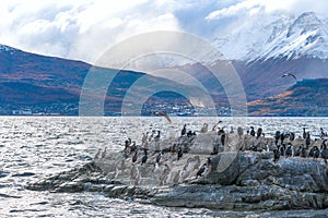 King Cormorant colony, Beagle Channel, Argentina - Chile