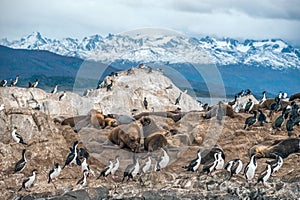 King Cormorant colony, Beagle Channel, Argentina - Chile