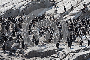 The king cormorant colony on an island in the Beagle Channel, Tierra del Fuego, Argentina