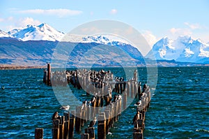 King Cormorant colony, Puerto Natales, Chile