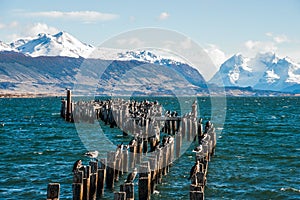 King Cormorant colony, Puerto Natales, Chile photo