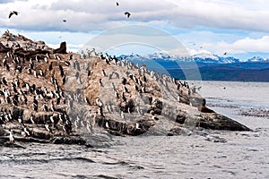 King Cormorant colony, Tierra del Fuego, Argentina