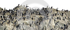 King cormorants colony isolated photo