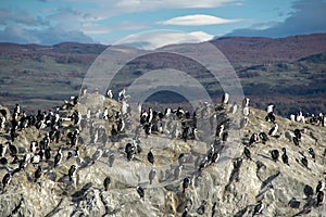 King cormorants colony, ushuaia