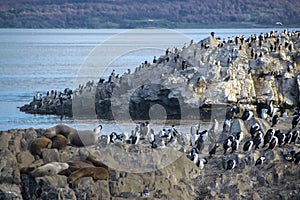 King cormorants colony, ushuaia