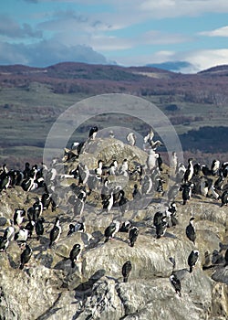 King cormorants colony, ushuaia