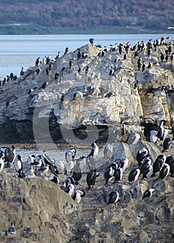 King cormorants colony, ushuaia