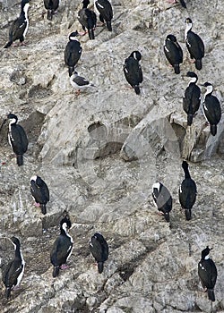 King cormorants colony, ushuaia