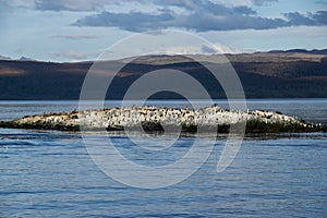 King cormorants colony, ushuaia