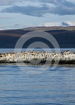 King cormorants colony, ushuaia