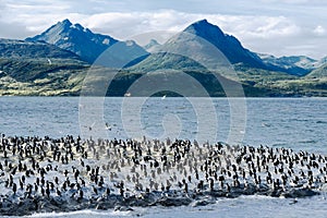 King Cormorants On Ilha Dos Passaros Located on the Beagle Channel, Tierra Del Fuego, Argentina photo