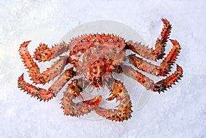 King crab