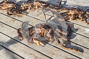 King crab caught in Norwegian waters. photo