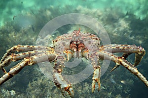King crab close up photo