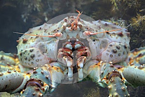 King crab close up