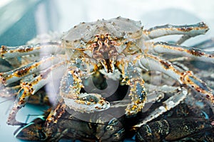 King crab. Closeup landscape picture of a live king crab on a steel tabled outside