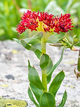 King Crown - Ledge Stonecrop - Western Roseroot