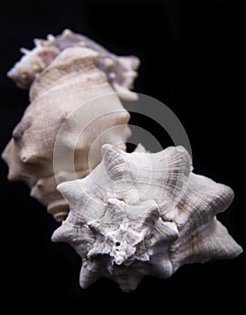 The King Crown shell is a type of shell . A beautiful photo of the oyster crown.